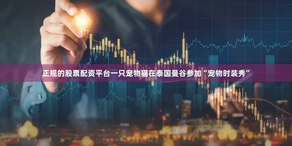 正规的股票配资平台一只宠物猫在泰国曼谷参加“宠物时装秀”